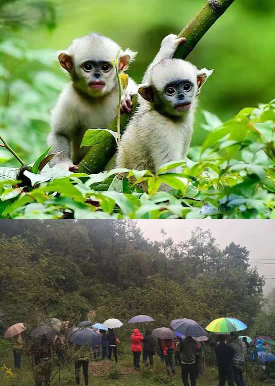 太陽能智慧路燈，太陽能智慧路燈廠家，太陽能智慧路燈價格